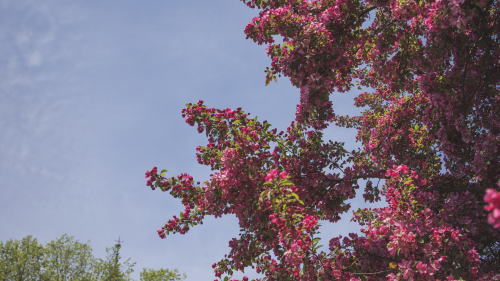 Campus is Spring